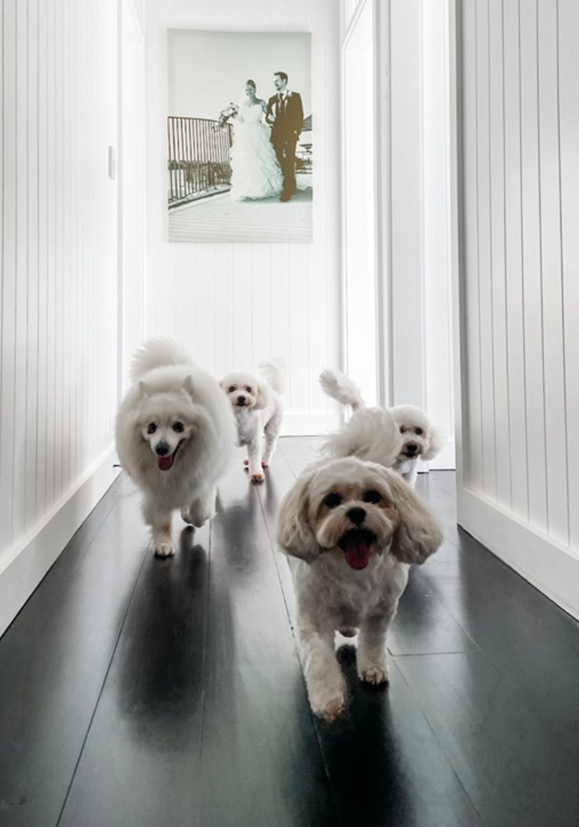 Dogs on Black Stained Flooring