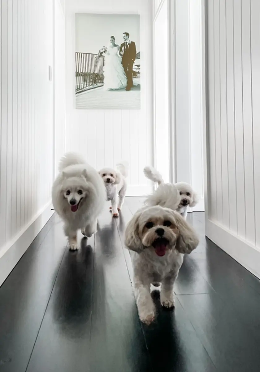 black-prooftint-stain-flooring-dogs.webp